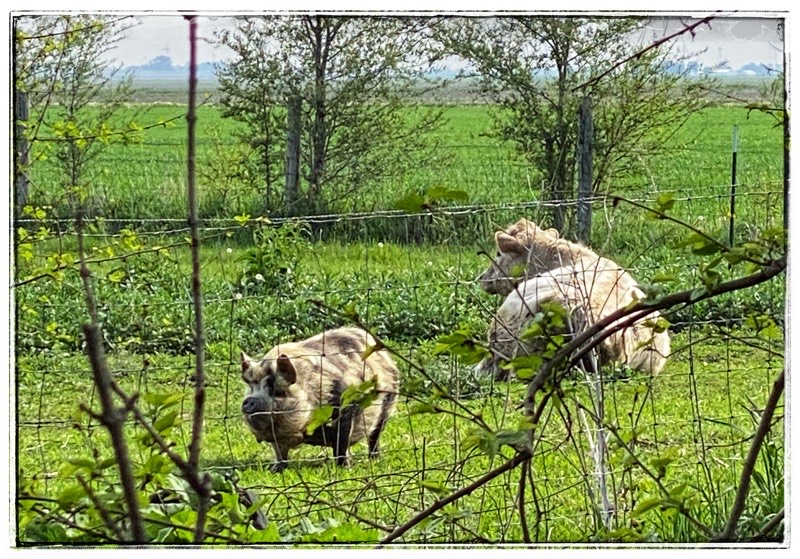 Tima the kunekune and her cow