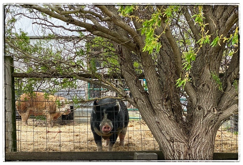Mature Berkshire pig  in foreground looking through the fence. Hereford hog in the back ground. 