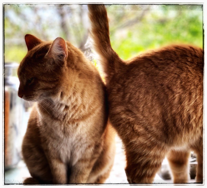 Two marmalade cats