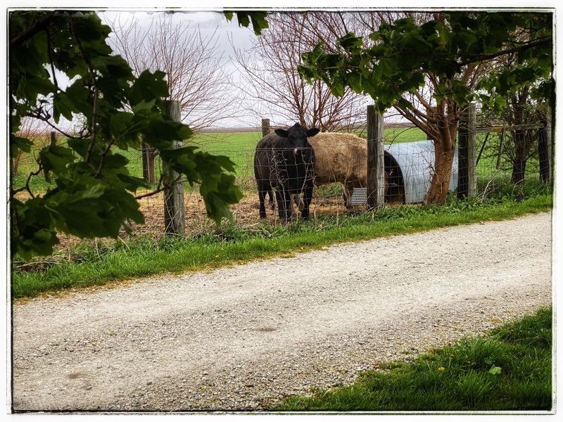 Black cow and cream cow in field over farm track.