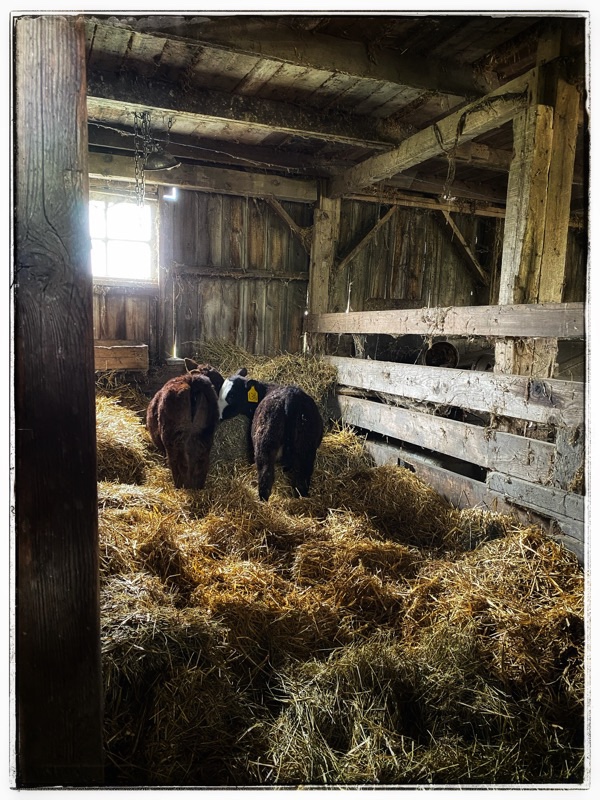 Brown calf and black calf with white blaze from behind. On straw - in old barn