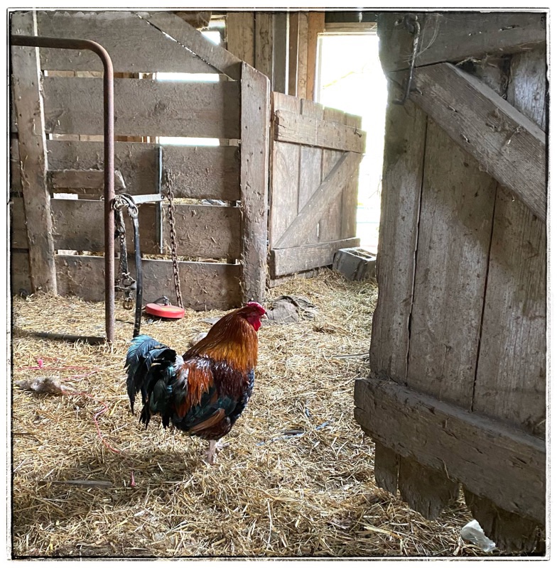 Old colourful rooster in neglected side of old barn. Straw on floor, old timbers old joinery. 