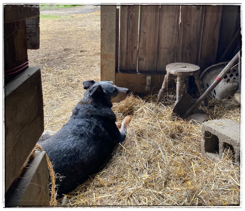 BooBoo lying in the straw at the entrance to old barn. Straw in foreground, driveway in background