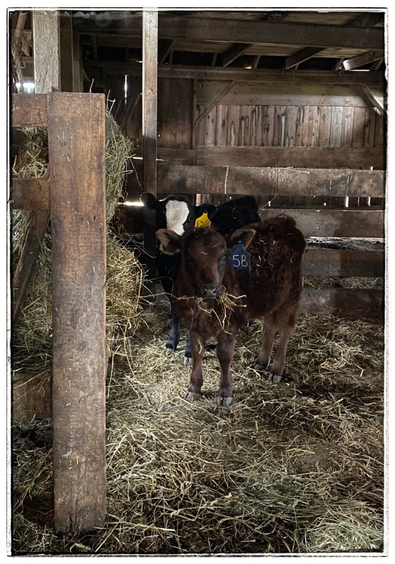 Brown calf and black calf with white blaze.  Inside old barn.Eating hay at insdide feeder. 
