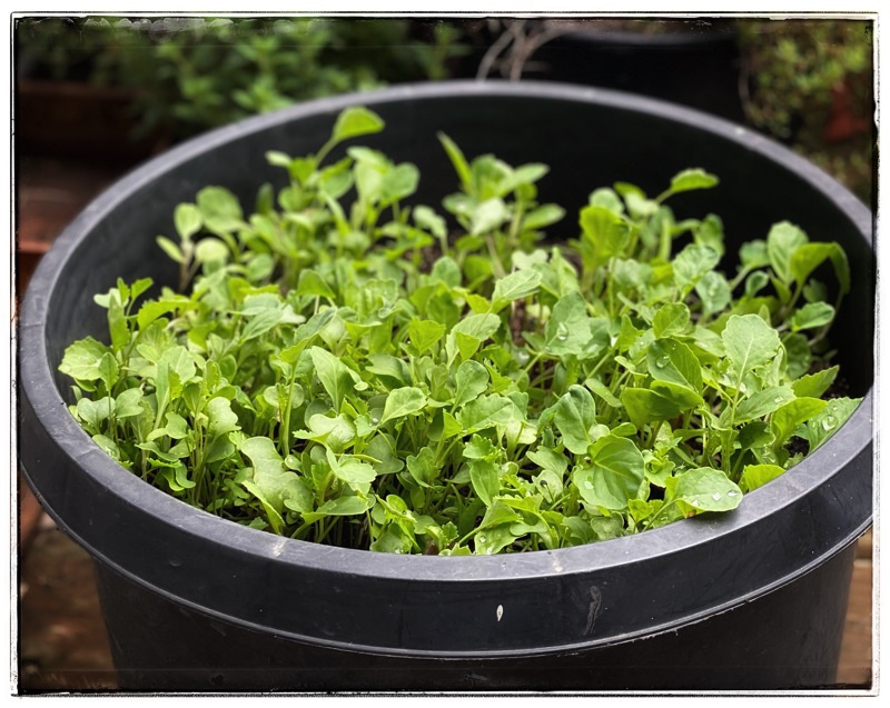collection of salad greens growing in a pot. 