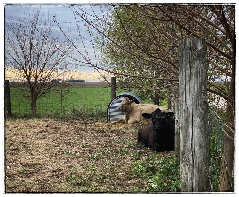 Cream Charolais cross and Angus cows laying in a field beside tin hut. 