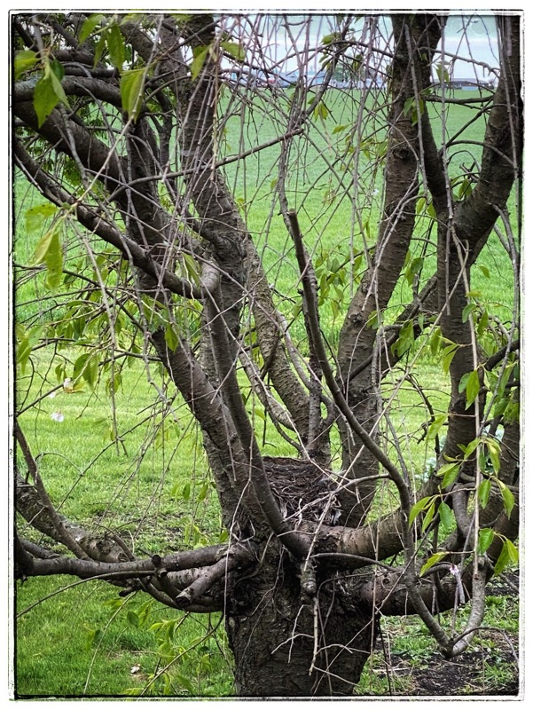 Robins nest in the branches of a cherry tree, wheat fields beyond