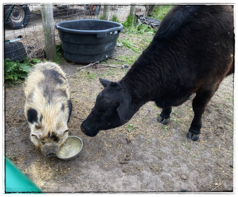 Big black cow sniffing kunekune pig. 