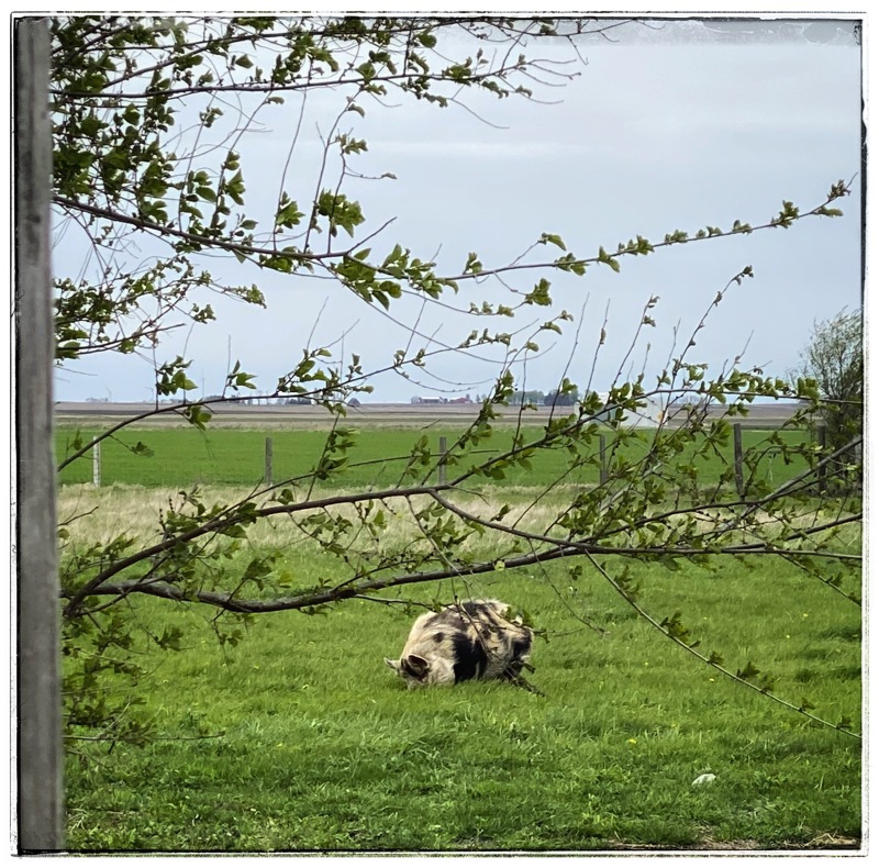 KuneKune out grazing in the grass. 