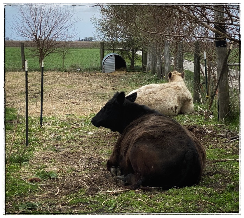 One Black  Angus cow and one cream Charolais cow laid down in a field. 