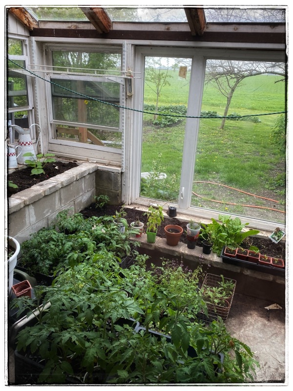 Home made Glasshouse. Attached to south side of the house. Overlooking the kitchens garden