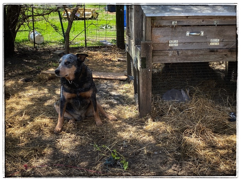 BooBoo the farm dog sitting next to rabbit hutch. Rabbit in the straw in the bottom half of the hutch. 