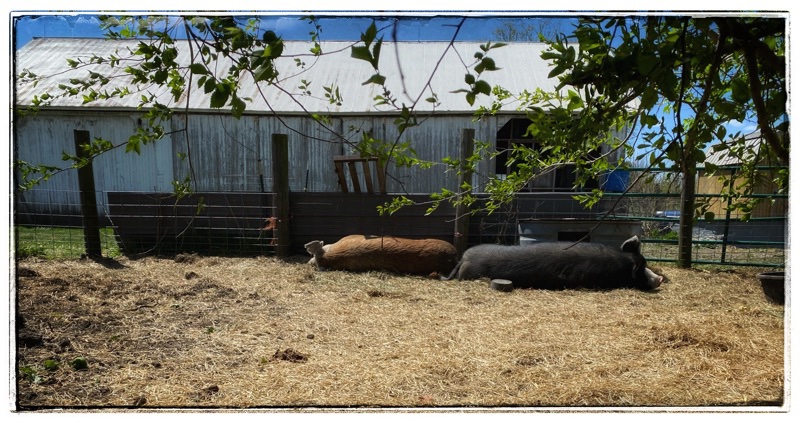 Two Large hogs lying end to end in they straw covered pen. Sleeping. 