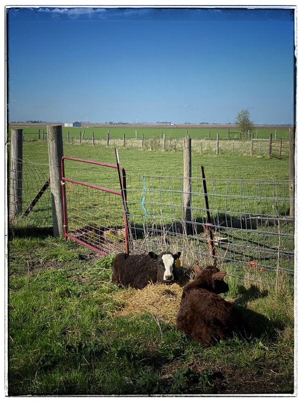 Two calves laying on grass in the sun. 