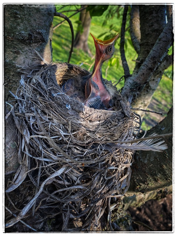 Hairless robin chick reaching up out of the nest mouth wide for food. 