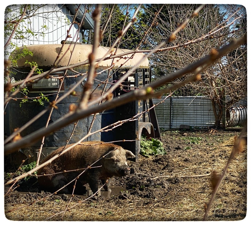 Hereford Hog sitting in wallow, beside his trailer home. 