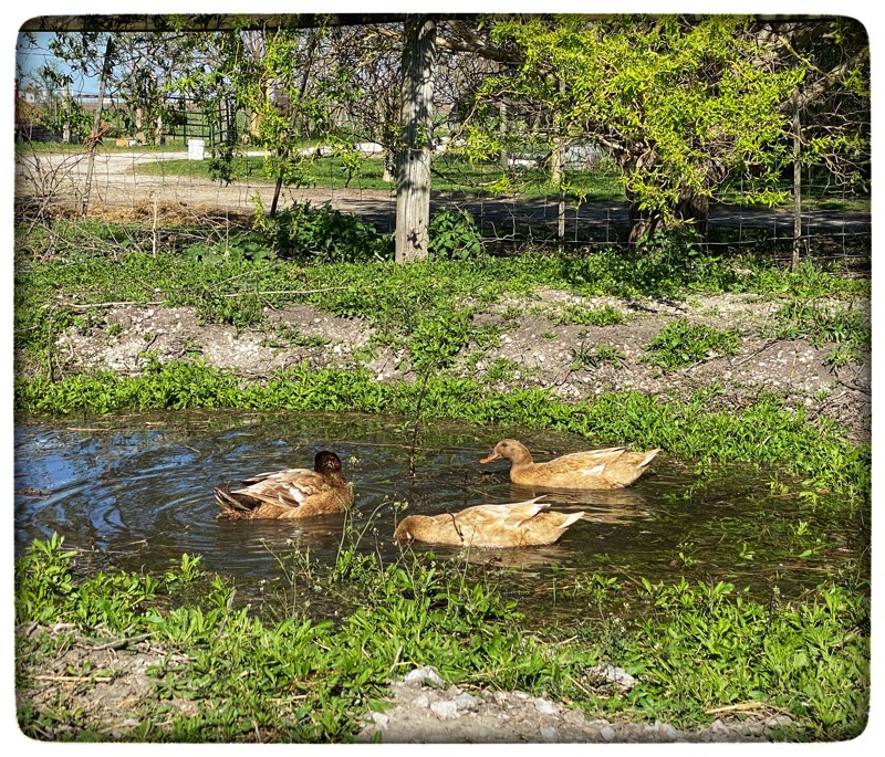 Three brown ducks swimming in a home made pond. 