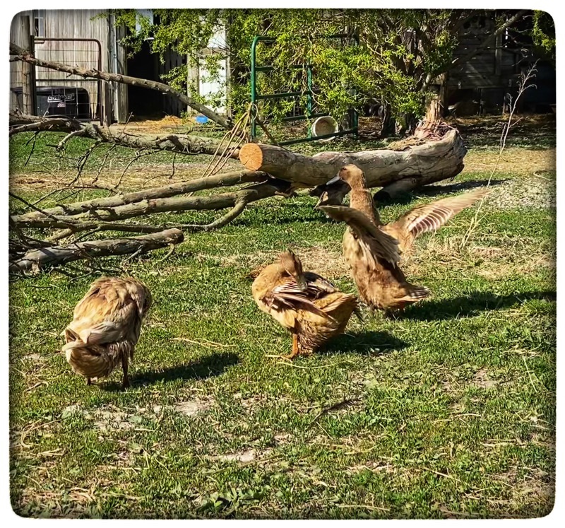 Three ducks shaking off the water from their wings after a swim in the pond.  One duck has her wings fully extended rising up on her toes to shake them out. 