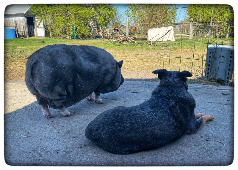 Dog and potbelly pig on concrete pad looking out into the farmyard and quietly waiting. 