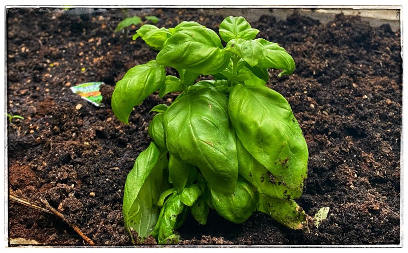 Basil in Glasshouse.