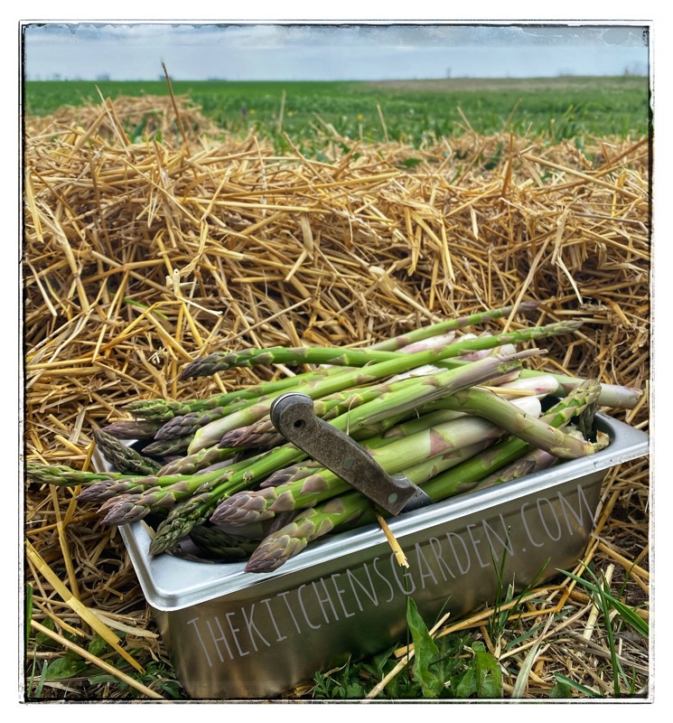 Freshly cut asparagus in a catering tin. In the field with straw behind. Wheat fields in the background. 