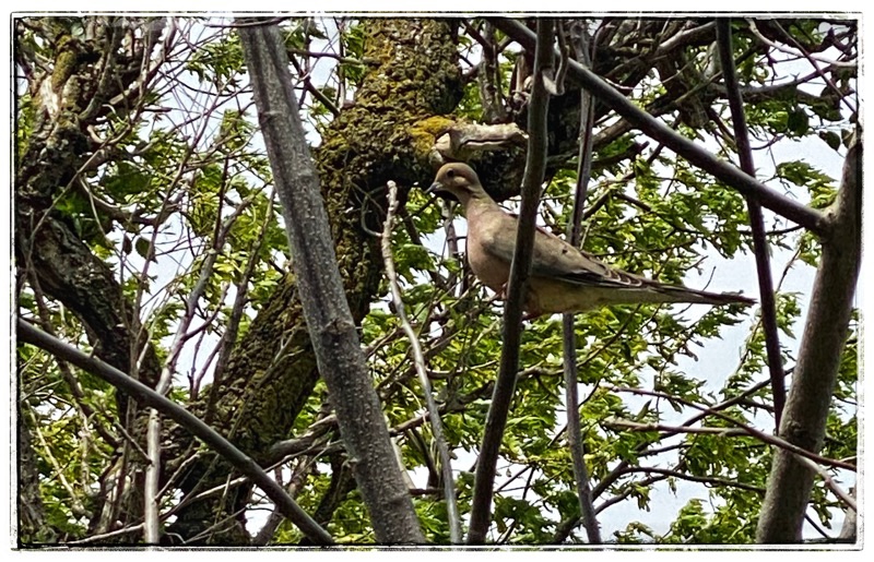Mourning Dove in Elm tree