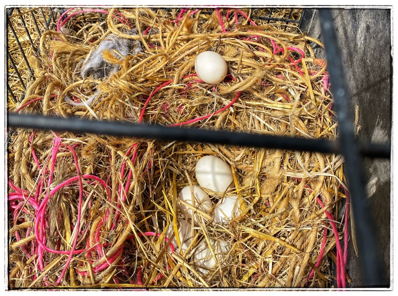 Ducks eggs in nest of baling twine. 