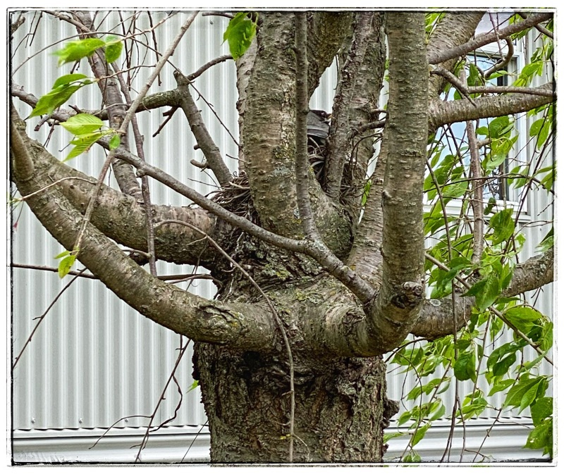 Robin sitting on nest in a cherry tree