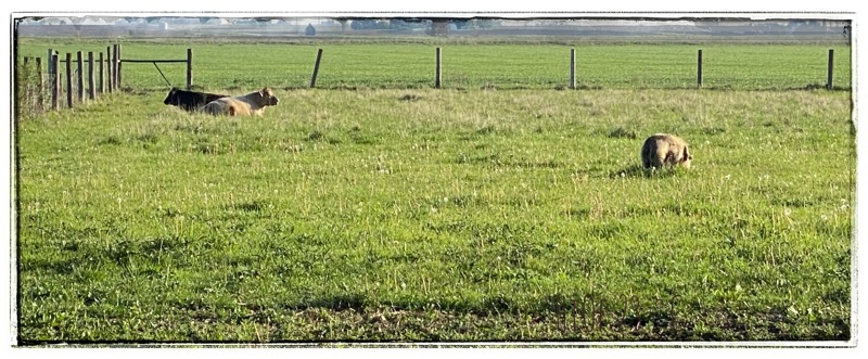 Two cows laid down in the left hand corner of the field and a kunekune pig grazing screen right. Wheat fields in the background. Flat horizon. 