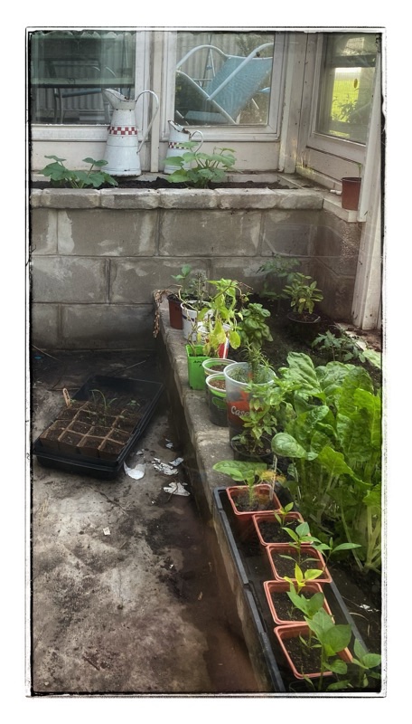 House lean to glasshouse with assorted greens and courgette. 