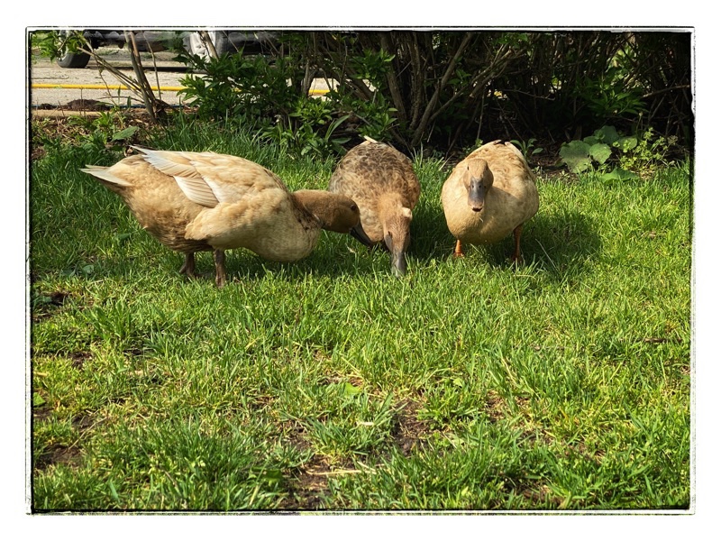 Three brown ducks eating on the grass. 