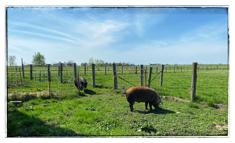 Mature Hereford Hog and mature Berkshire Hog walking through gate into field. Green fields in the background