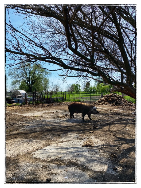 Mature Hereford Hog on a concrete pad under trees in farmyard. 