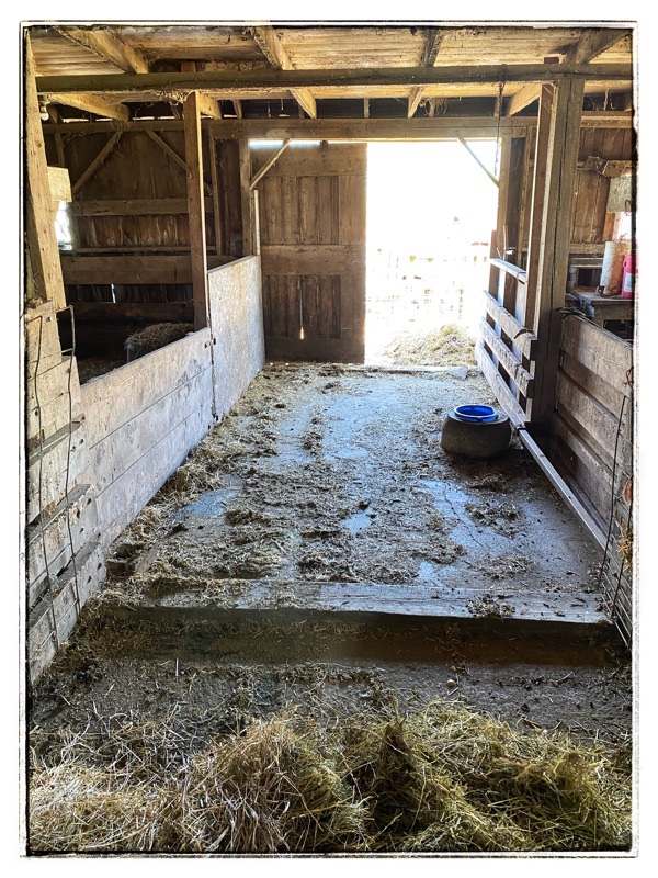 Interior old wooden barn, pig pen concrete floor, Big open wooden sliding door. 