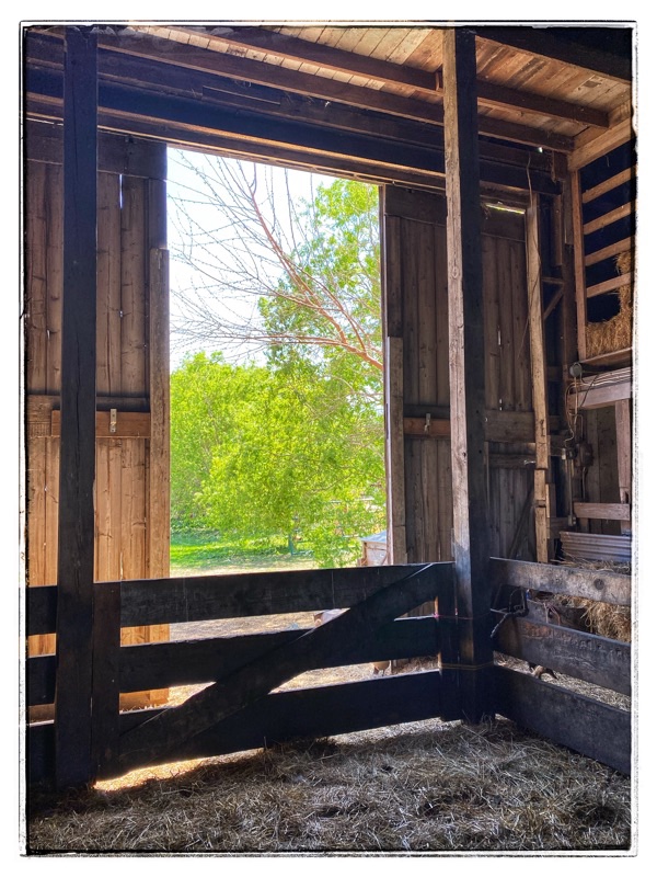 Interior old wooden barn, pig pen concrete floor, Big open wooden sliding door.  Heavy handmade wooden gate. 