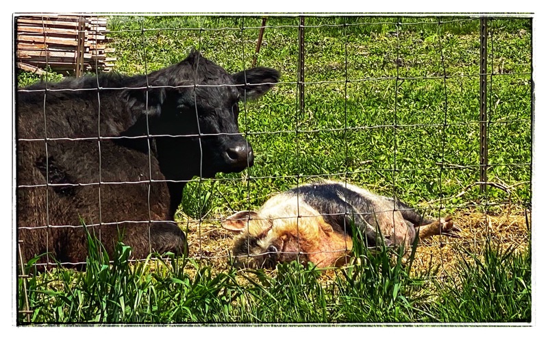 Black cow lies beside sleeping KuneKune pig