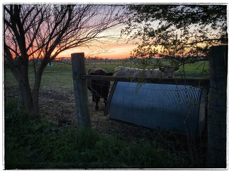 Two beef cows standing by pig house under trees with sunset behind.