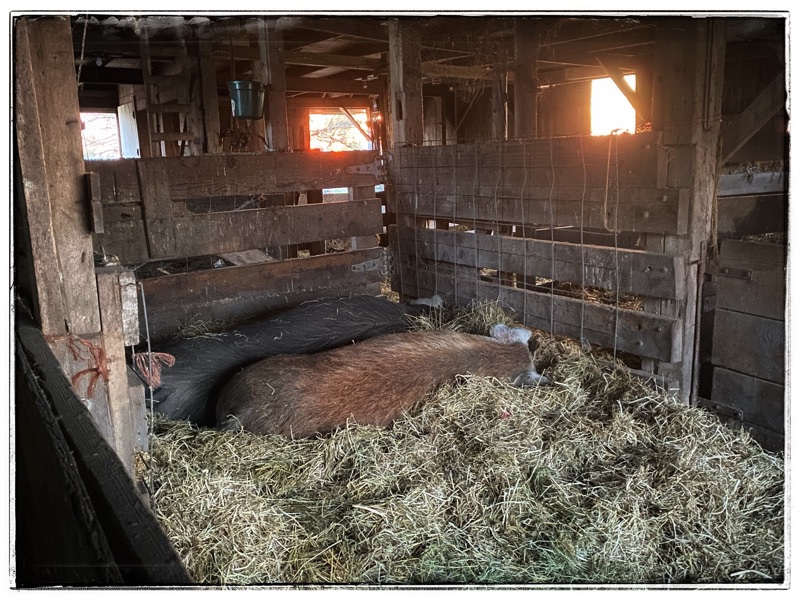 Two mature hogs sleeping in straw in old barn