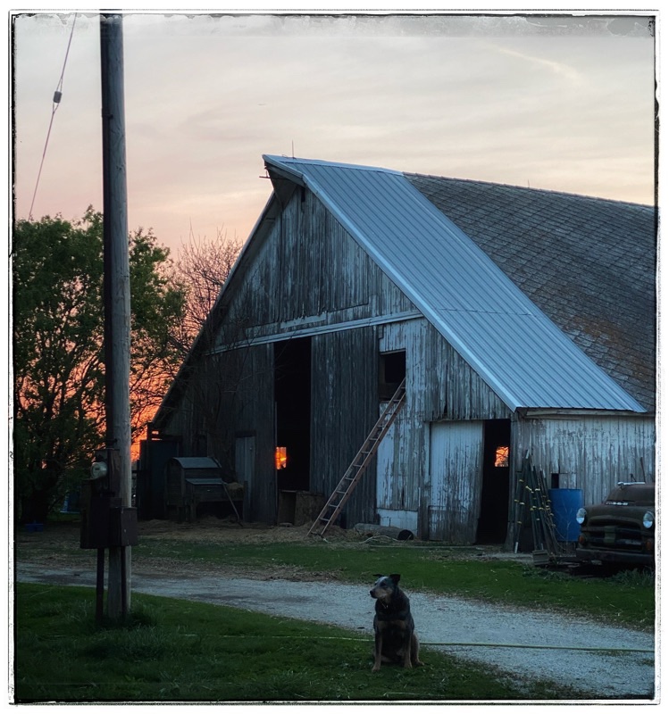 Dog sat in front of big old bar with the orange lights of the sunset shining through the windows.