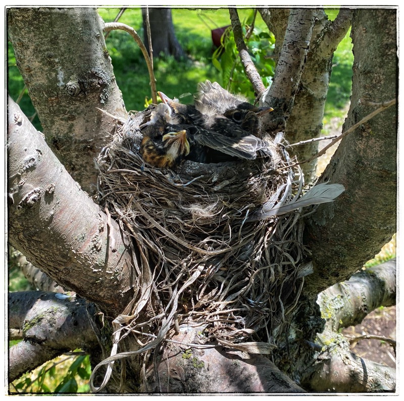 Robins nest with four chicks.