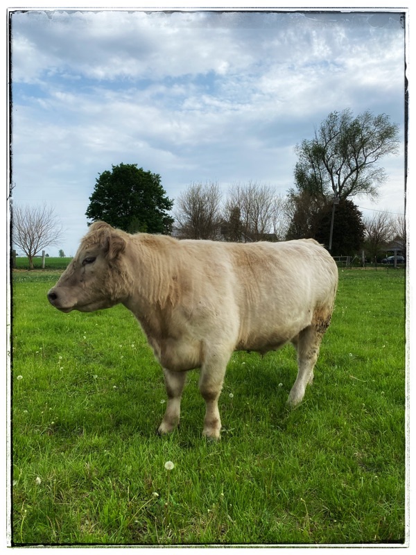 Charolais cross beef cow