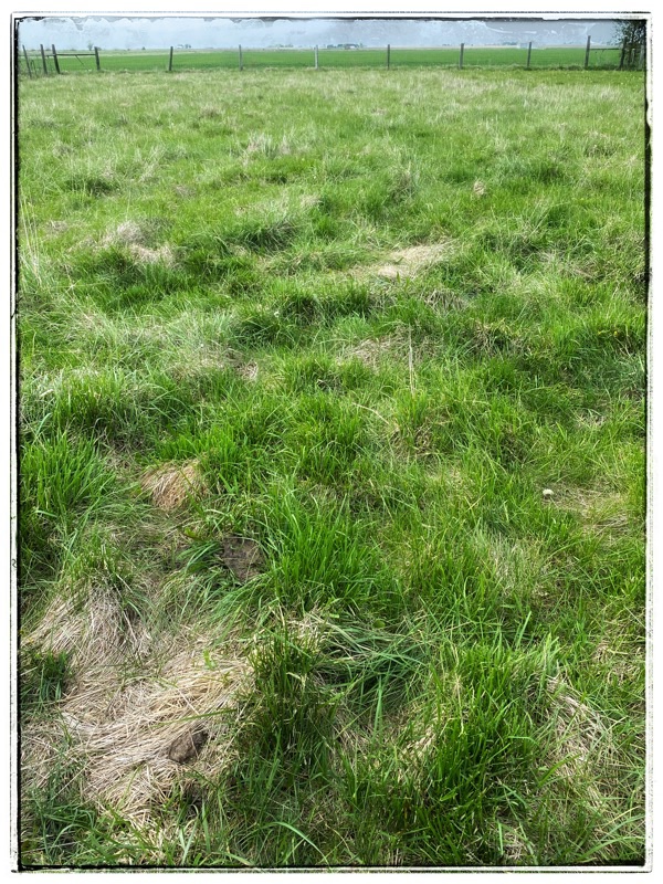 Field of forage for cows. 