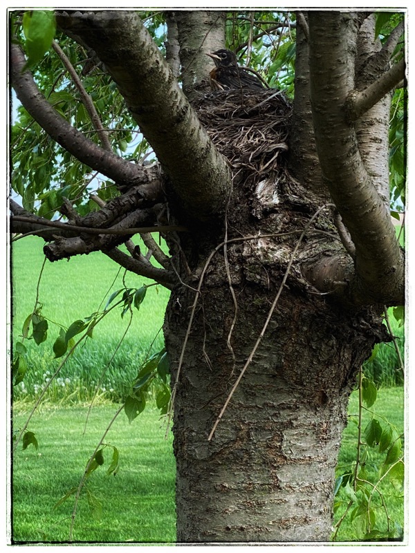 Baby Robin in nest in tree. green fields behind. 