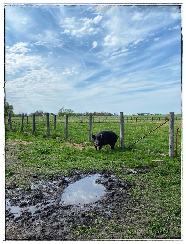 Mature Berkshire Hog in field. Wallow in the foreground. 