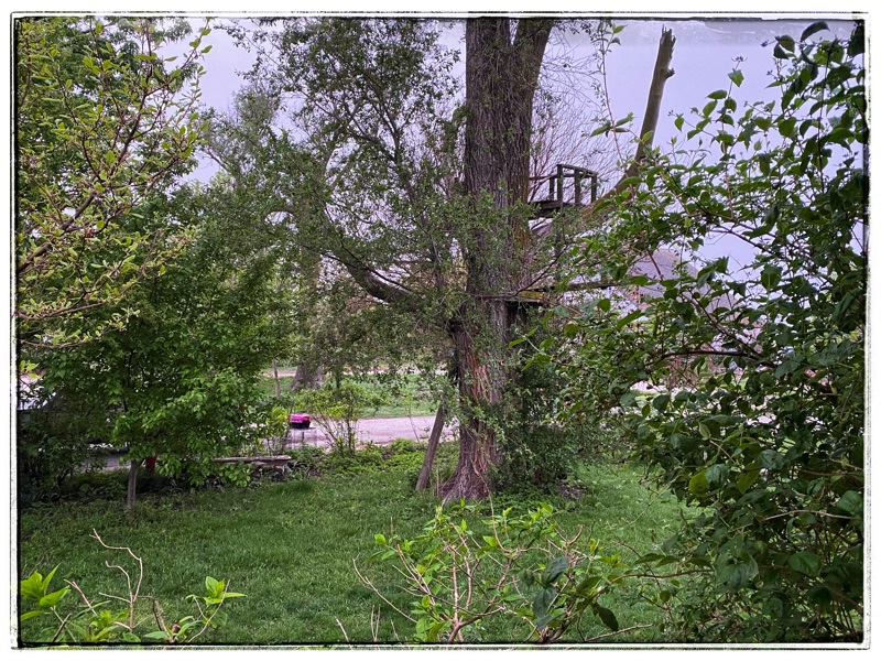 A mess of front yard trees. 