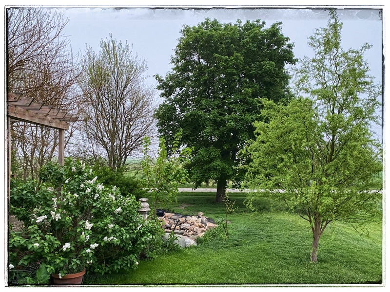 Trees, bushes and mown grass with rock pond