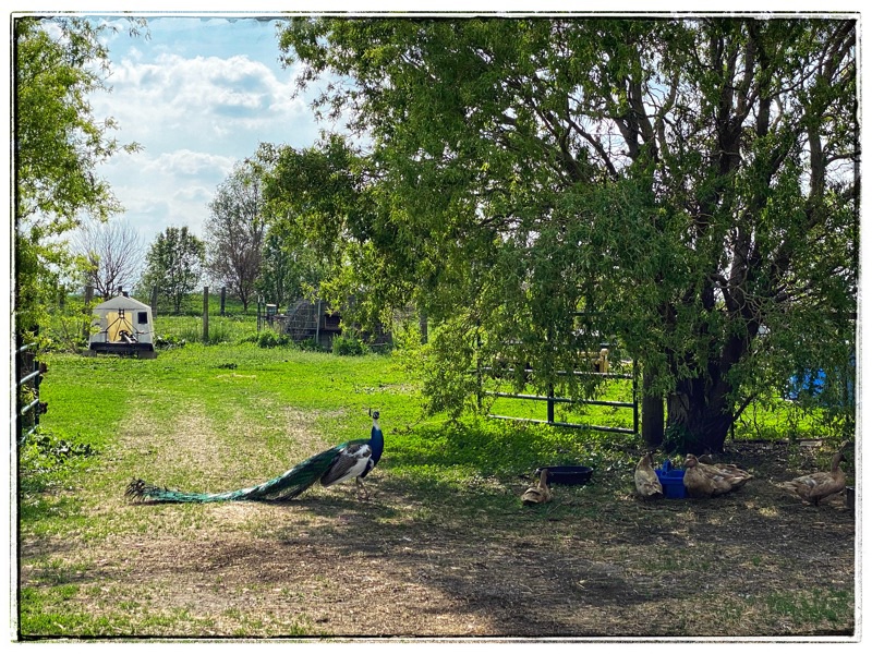 peacock and ducks under trees