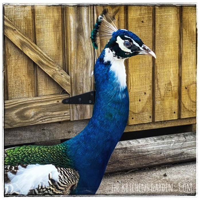 Mr Flowers. Peacock. 