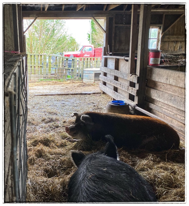 mature hogs in old barn