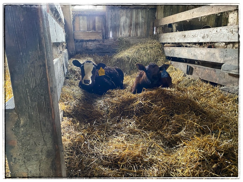 two calves in old barn